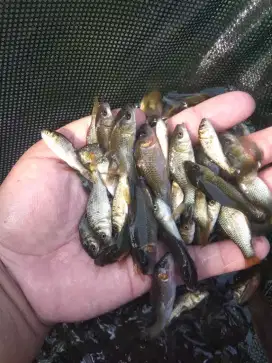 Bibit ikan mas hitam/majalaya