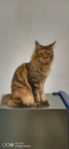 Mainecoon cfa female beres pacak