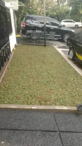Jual rumput subur