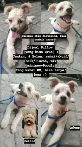 Pengen jual anjing yang bisa urus