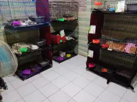 Loker Cat Sitter