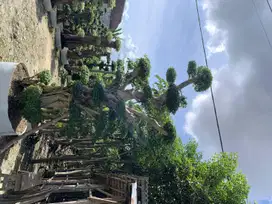 Bonsai Serut Murah