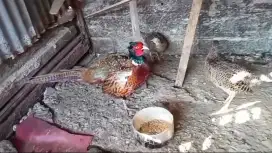 Ayam ringnek pheasant merah sepasang