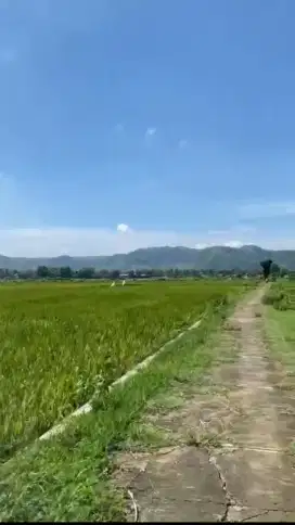 JUAL TANAH SAWAH PRODUKTIF SUTOJAYAN BLITAR