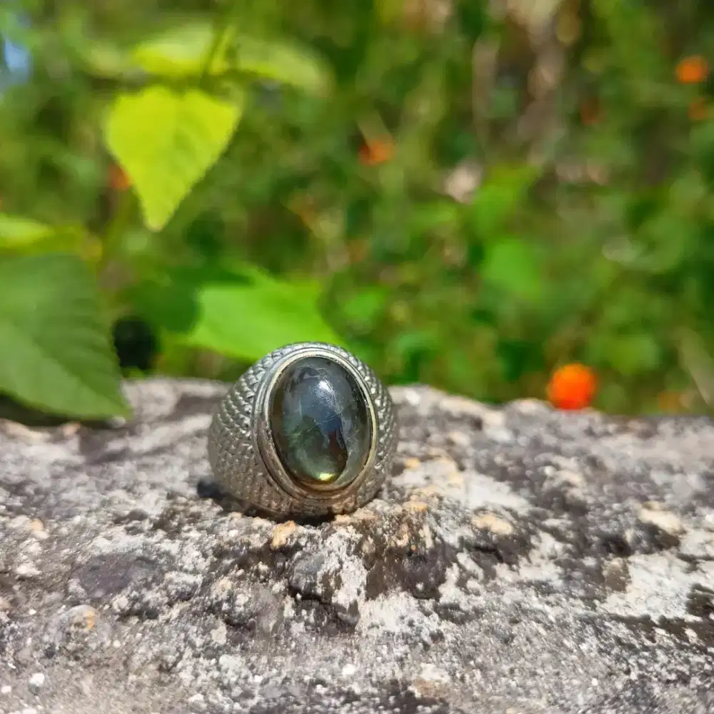 Cincin Pria - Baru Natural Labrador Giwang