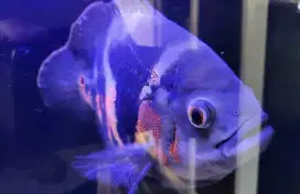 Ikan Oscar Jumbo Panjang 25 cm