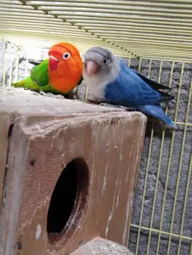 Burung lovebird