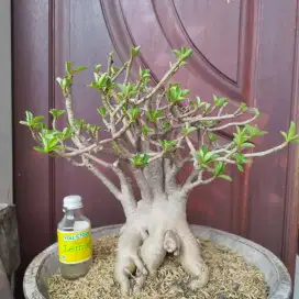 Adenium RCN Murni
