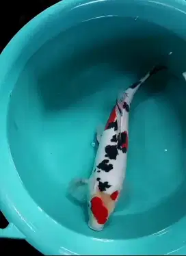 Jual ikan koi Sanke Doitsu uk-33cm