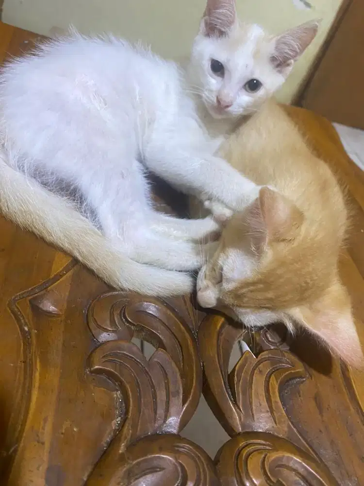 Lepas adop kucing peliharaan