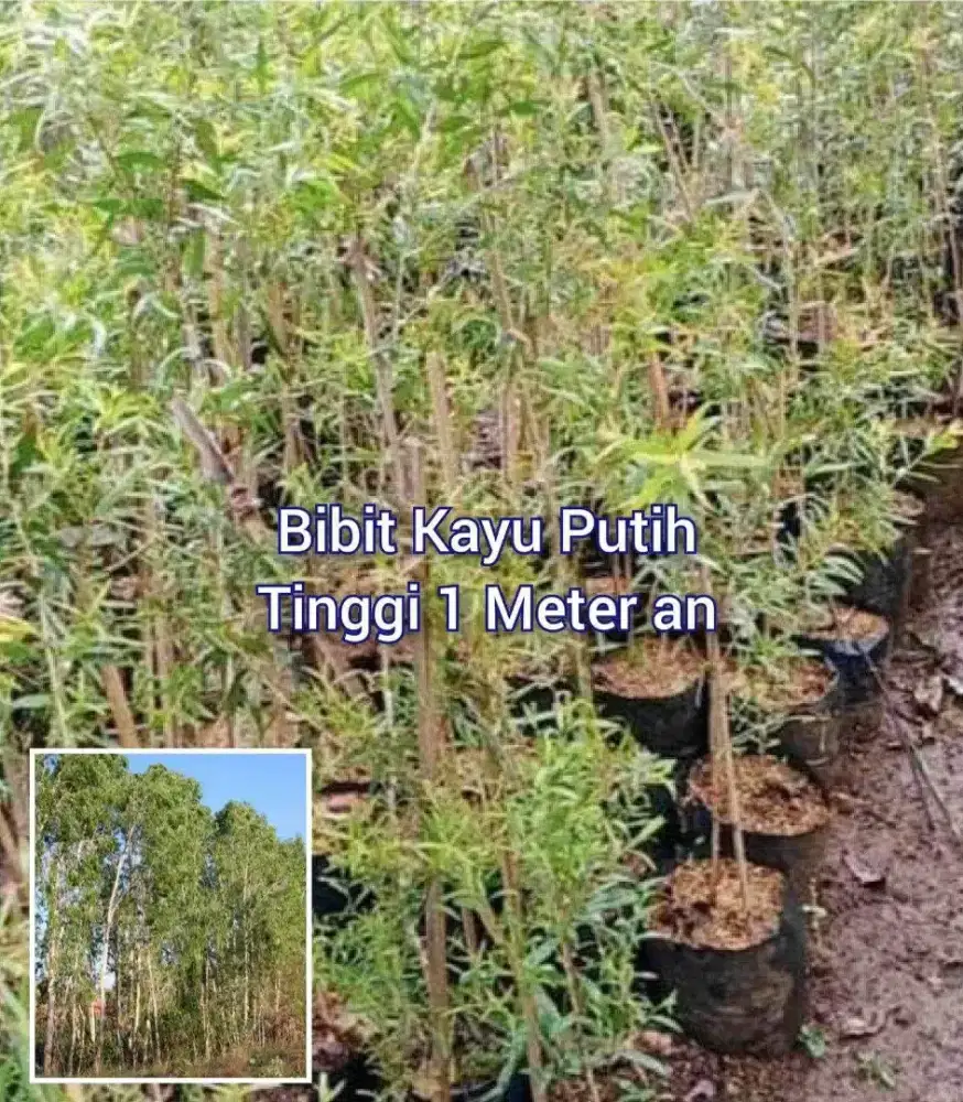 Bibit Kayu Putih Tinggi 1 Meter an