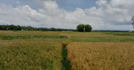 Dijual 2 bidang tanah sawah masihproduktif