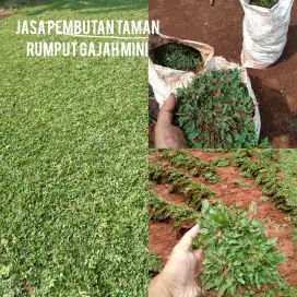 Rumput gajah mini