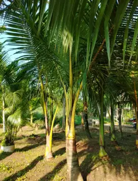 Jual pohon kelapa