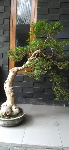 Bonsai bougenvile