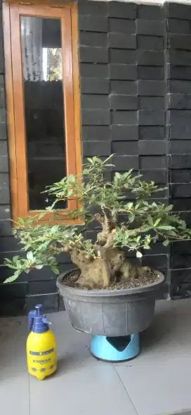 Bonsai loa medium batang besar jos