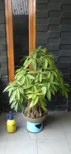 Bonsai bunut batang besar