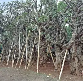 Kamboja Fosil Murah 3 meter