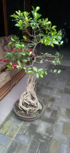 Bonsai iprik pucuk merah batang besar