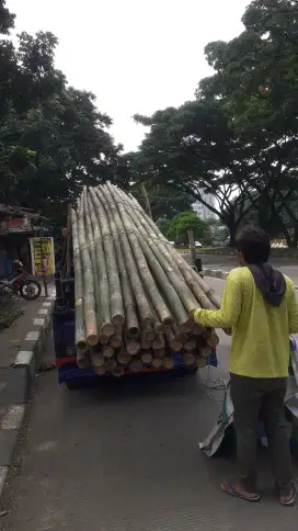 Bambu Steger 6 Meter
