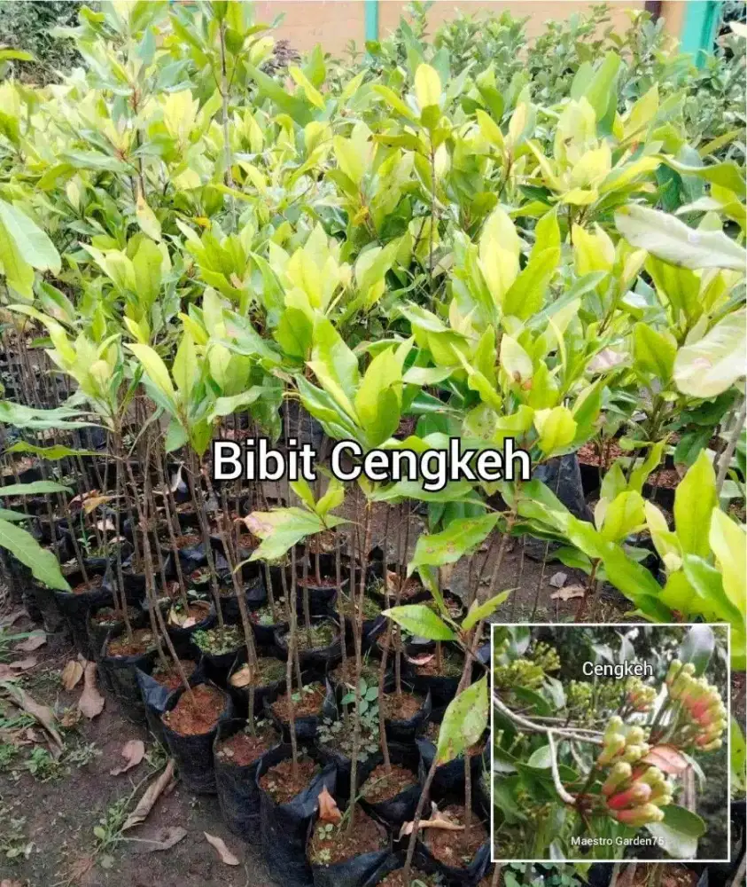 Bibit Cengkeh Tinggi 60 - 70 cm