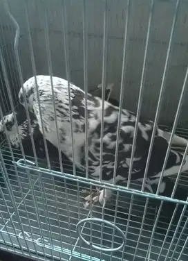 Burung Dara / Merpati Jantan