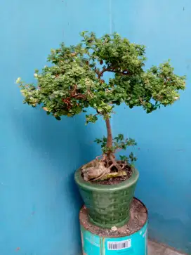 Pohon bonsai Sancang valigata