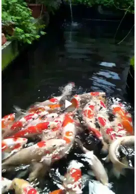 Dijual borongan Ikan koi 40 ekor uk-+40cm