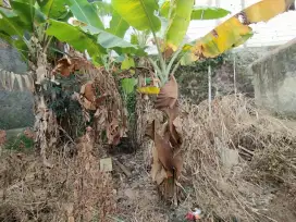Tanah kav dijual di komplek Nagrog sudah ada pondasi ex rumah