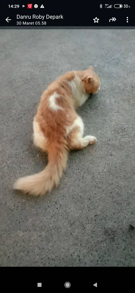 Persia jantan 1 tahun dibarter musang beti.