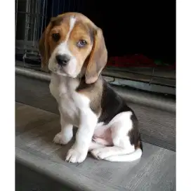 DIJUAL ANAK ANJING BEAGLE