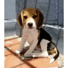 DIJUAL ANAK ANJING BEAGLE