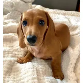 DIJUAL ANAK ANJING TEKEL/DACHSHUND