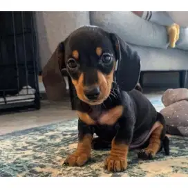 DIJUAL ANAK ANJING TEKEL/DACHSHUND