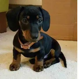 DIJUAL ANAK ANJING TEKEL/DACHSHUND