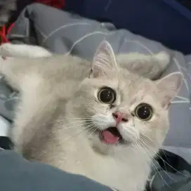 Jasa pacak British Shorthair AY11 - PED WCF