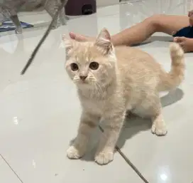 Kucing British Shorthair (Tabby RED Golden Cream - LANGKA)