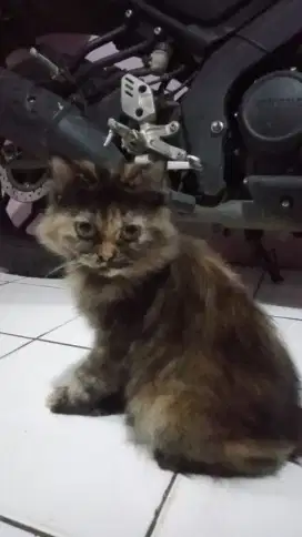 Siap adopsi kucing betina umur 4bulan