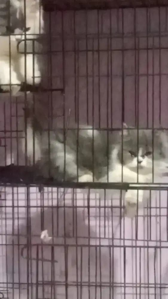 Sedia kucing betina dan jantan