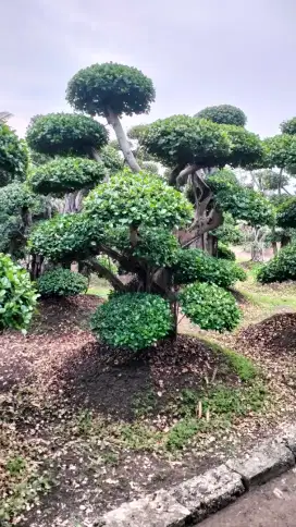 Penjual tanaman bonsai