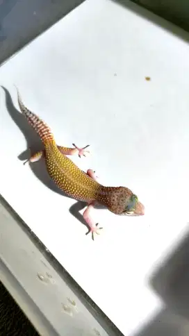 *ECLIPSE POSS SNOW WY* || Leopard Gecko