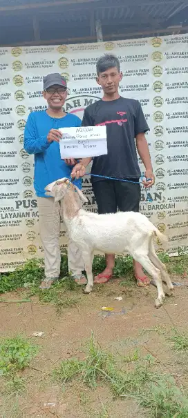 kambing aqiqah nazar atau ternak