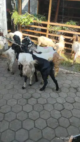 Menjual kambing/Domba untuk Qurban free ongkir Jabodetabek