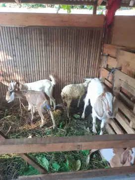 Kambing aqiqah murah