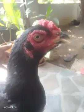 Ayam Betina Pakhoe Import pakai Segel sayap Materi Kandng Siap Ternak
