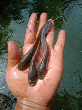 Jual bibit ikan lele sangkuriang ikan redy yg minat WA