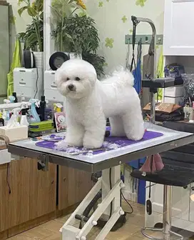 Bichon Frise Korea Show Quality