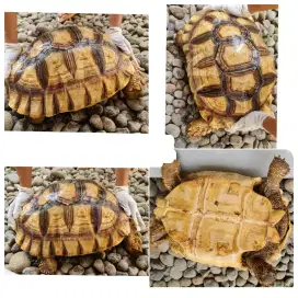 Sulcata Jantan size 57 cm semarang