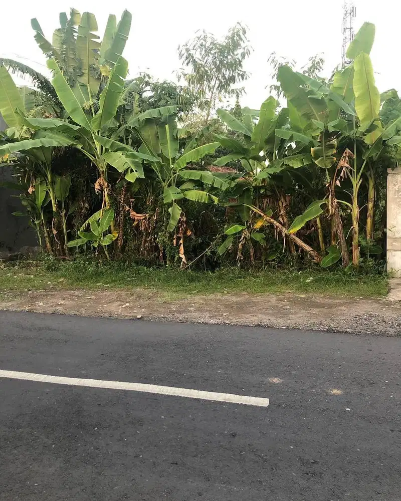 DIJUAL TANAH PEKARANGAN KASIHAN BANTUL DALAM RINGROAD