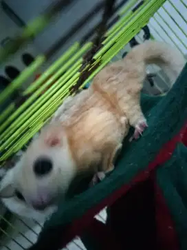 Sugar glider leucistic jantan usian 1.5 thn